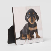 Plaque Photo Dachshund Miniature assis (Recto)
