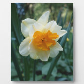 Plaque Photo Daffodique (Devant)
