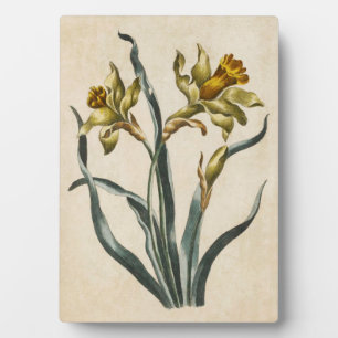 Plaque Photo Daffodique vintage de fleurs botaniques