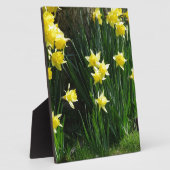 Plaque Photo Daffodiques de printemps (Côté)