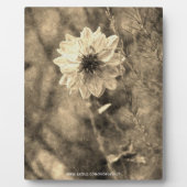 Plaque Photo Dahlia (Devant)