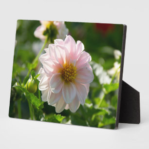 Plaque Photo Dahlia blanche dans la photo du jardin