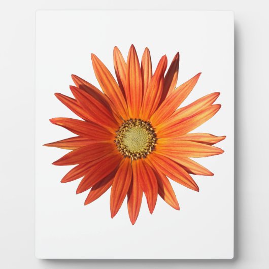 Plaque Photo Daisy africain (Devant)