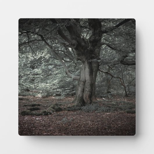 Plaque Photo Dans la forêt de contes de fées (Devant)
