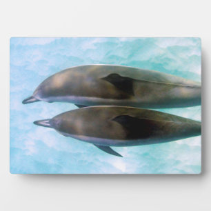Plaque Photo Dauphins spineurs Oahu Hawaii