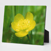 Plaque photo de la coupe-papillon des Appalaches (Côté)