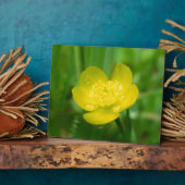Plaque photo de la coupe-papillon des Appalaches (Côté)