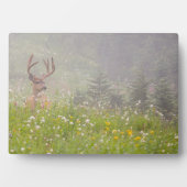 Plaque Photo Deer Buck | Parc national du Mont Rainier (Devant)