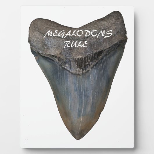 Plaque Photo Dent de requin Megalodon (Devant)
