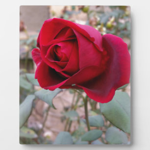 Plaque Photo dernière rose rouge
