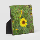 Plaque Photo Des Fleurs De Soleil Fluent Au Vent, (Recto)