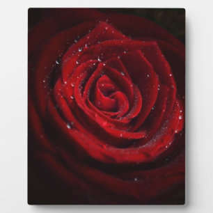 Plaque Photo Destin rose d'amour de paix de fleur de motif de c