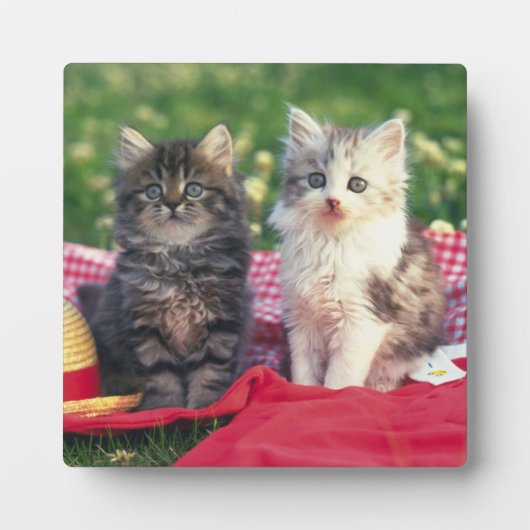 Plaque Photo Deux Chatons Assis Sur Une Couverture Rouge (Devant)