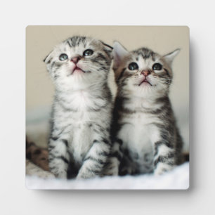 Plaque Photo Deux chatons mignons