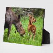 Plaque Photo Deux Mère Et Bébé De L'Oie D'Alerte (Côté)