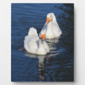 Plaque Photo Deux oies d'Emden II (Devant)