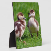 Plaque Photo Deux poussins d'oies égyptiennes (Côté)