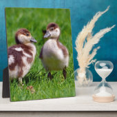 Plaque Photo Deux poussins d'oies égyptiennes (Côté)