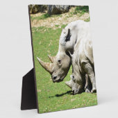 Plaque Photo Deux rhinocéros blancs dans l'herbe (Côté)