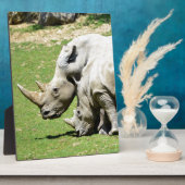 Plaque Photo Deux rhinocéros blancs dans l'herbe (Côté)