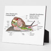 Plaque Photo Diagramme d'un escargot de jardin commun (Helix as (Côté)