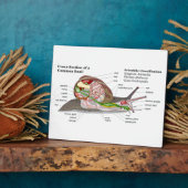 Plaque Photo Diagramme d'un escargot de jardin commun (Helix as (Côté)