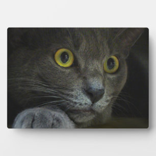 Plaque photo d'intensité