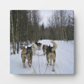 Plaque Photo Dog Sledding à Québec, Canada (Devant)