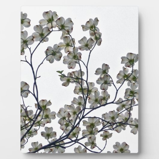Plaque Photo Dogwood à fleurs blanches (Devant)