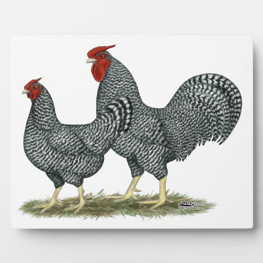 Plaque Photo Dominique Chickens (Devant)