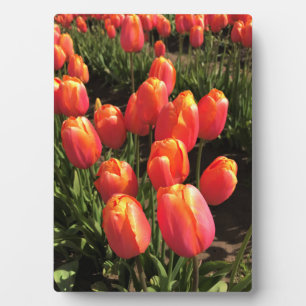 Plaque Photo Dordogne tulips, Oregon
