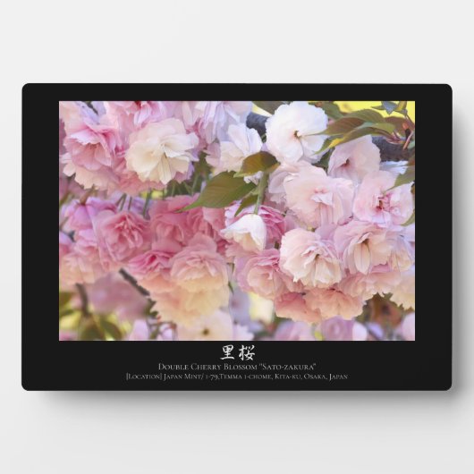 Plaque Photo Double Cherry Blossom: Sato-zakura (Devant)