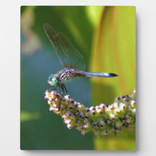 Plaque Photo Dragonfly aux yeux turquoises