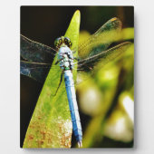 Plaque Photo Dragonfly bleu clair (Devant)