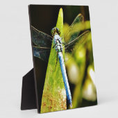 Plaque Photo Dragonfly bleu clair