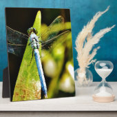 Plaque Photo Dragonfly bleu clair