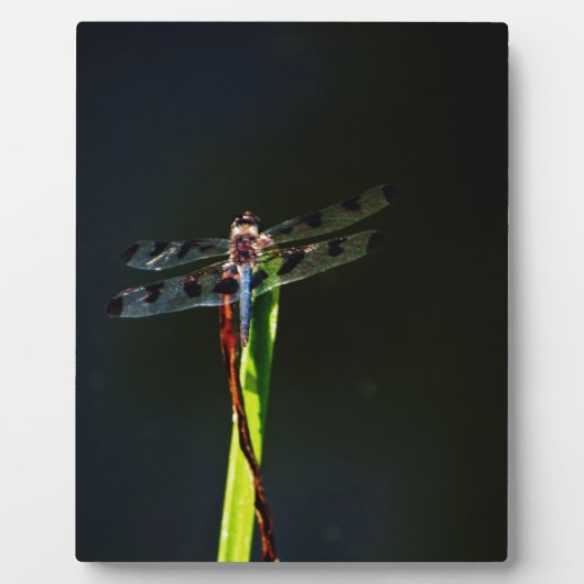 Plaque Photo Dragonfly bleu et noir sur gazon vert et rouge (Devant)