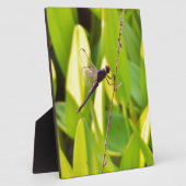 Plaque Photo Dragonfly Blue et noir sur l'herbe. (Côté)