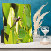 Plaque Photo Dragonfly Blue et noir sur l'herbe. (Côté)