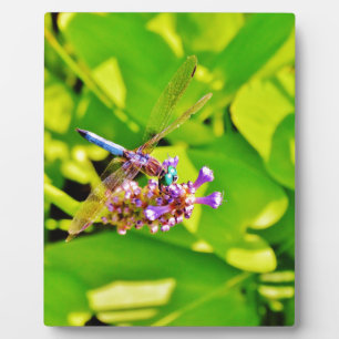 Plaque Photo Dragonfly de couleur arc-en-ciel sur une fleur ros
