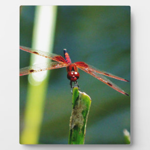 Plaque Photo Dragonfly frontale rouge et noire