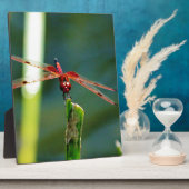 Plaque Photo Dragonfly frontale rouge et noire (Côté)