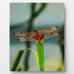 Plaque Photo Dragonfly rouge et noire tachetée