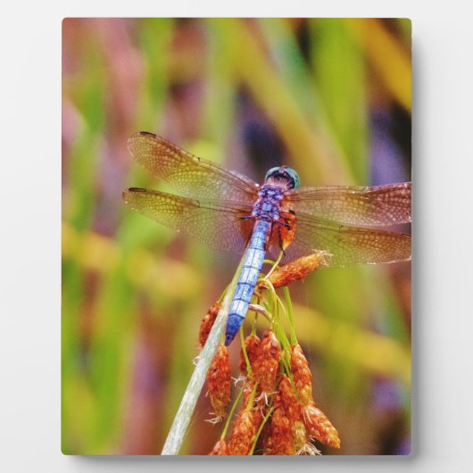 Plaque Photo Dragonfly turquoise sur le carex (Devant)