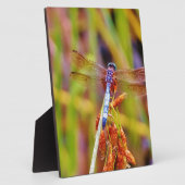 Plaque Photo Dragonfly turquoise sur le carex (Côté)