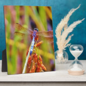 Plaque Photo Dragonfly turquoise sur le carex (Côté)