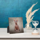 Plaque Photo Drawing Sphynx kitten (Insitu)