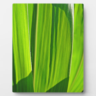 Plaque Photo Drei grüne Maisblätter