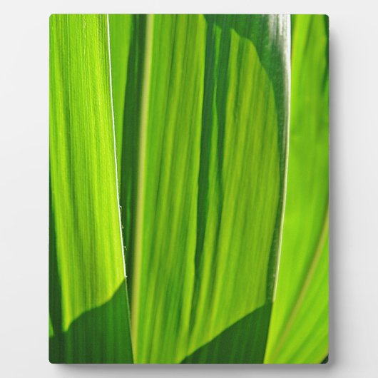 Plaque Photo Drei grüne Maisblätter (Devant)