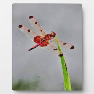 PLAQUE PHOTO DSC00029.JPG